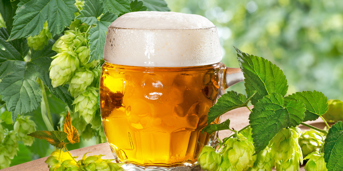 A beer poured in a glass surrounded by the hop plant