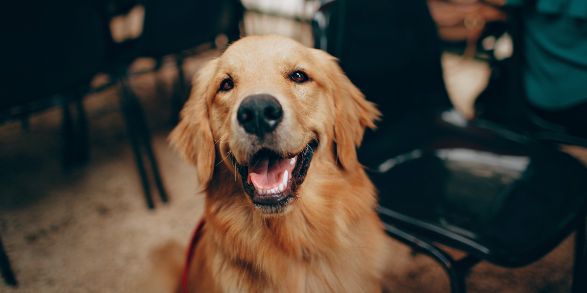 Dog smiling while sat in a pub